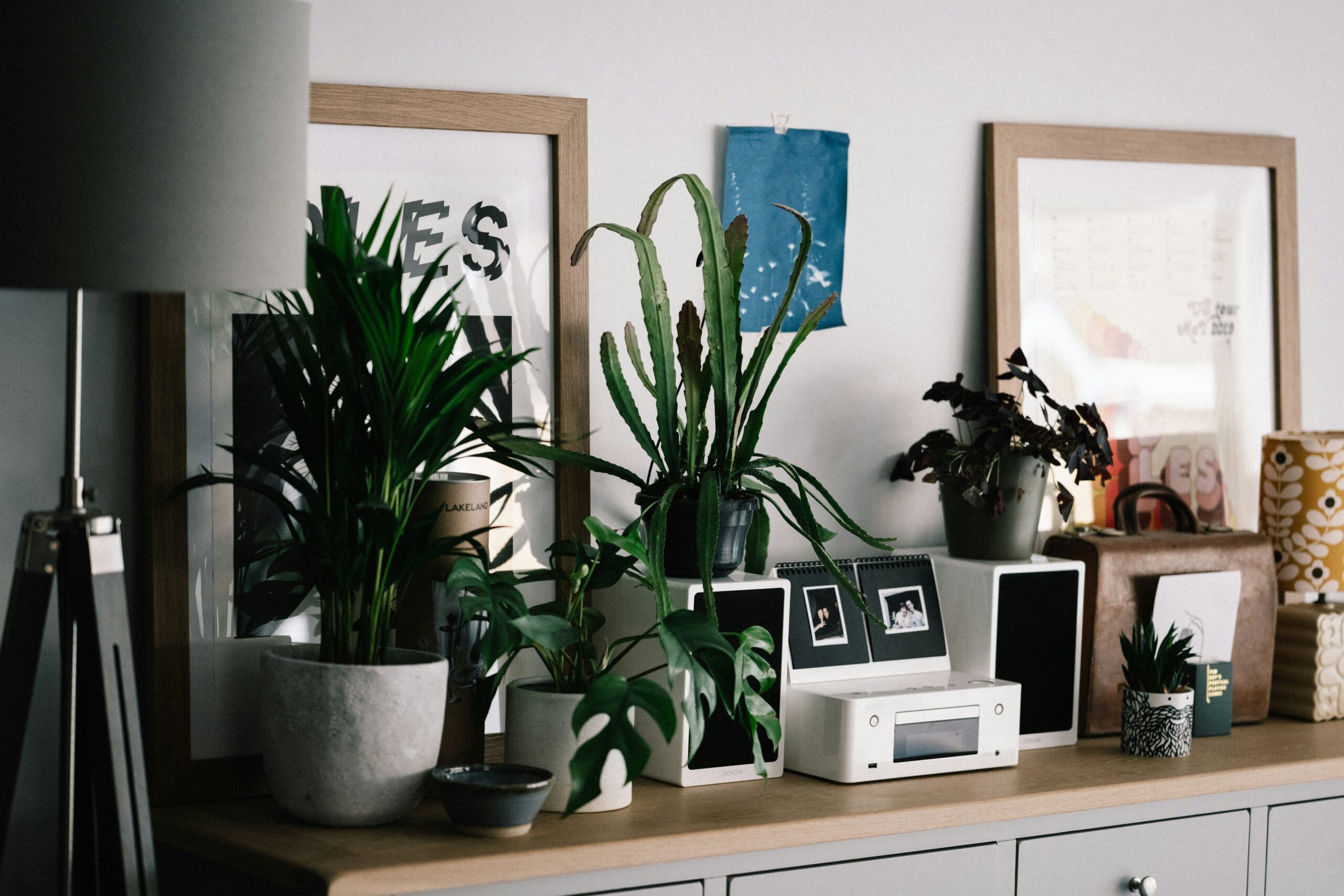 植物