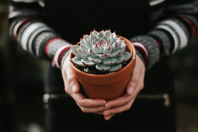 植物
