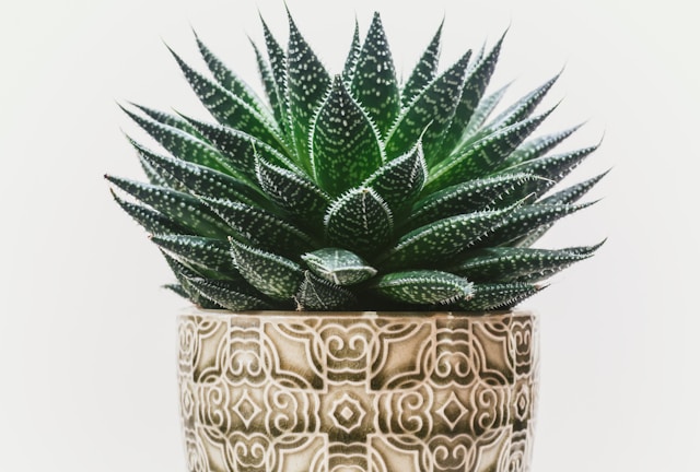 植物